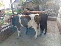 Býk, Swiss cattle — foto 4