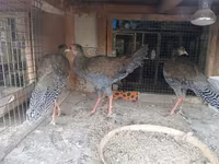 Mirvari Boz — foto 3
