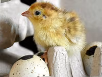 टेक्सास ए एंड एम — फ़ोटो 1