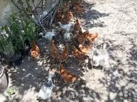 Chickens — photo 6