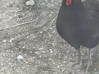 Chickens — photo 2