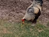 Brahma — foto 4