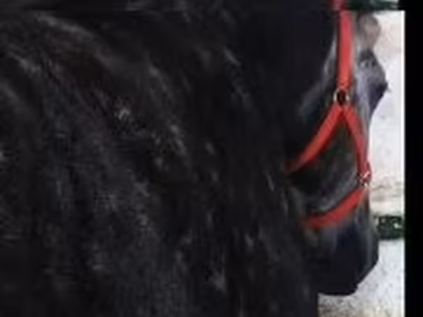 Mare, Horses
