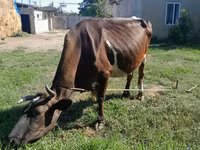 İnək, Simmental cattle — foto 2