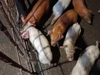 母猪, Pigs — 照片 4