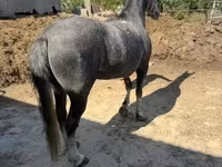 Кобила, Lipizzaner — фото 2