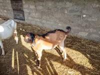 Keçi, Alpine goat — foto 3