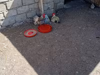 Chickens — الصورة 3