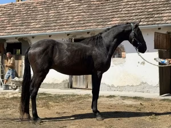 Caballo, Furioso-North Star