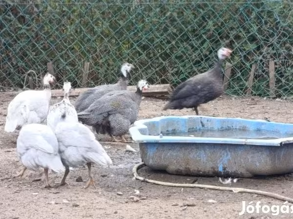 Guinea fowl