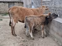 İnək, Mal-qara — foto 7