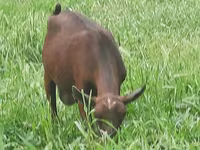 عنزة, Irish goat — الصورة 8