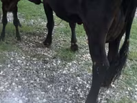 Cow, Cattle — photo 2