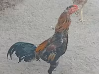 Chickens — foto 1