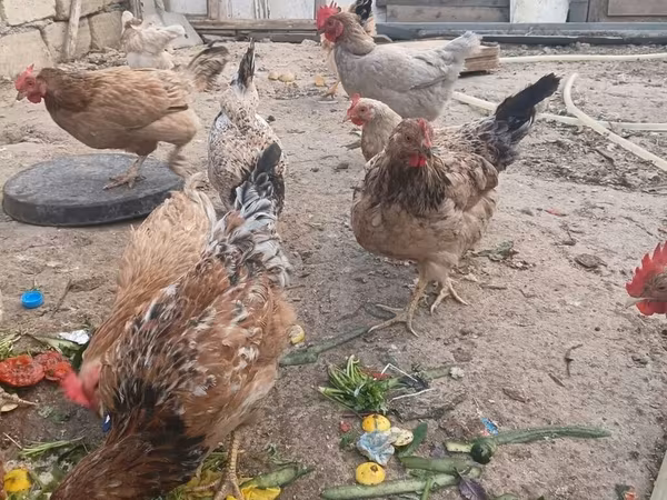 Chickens — Azerbaijan