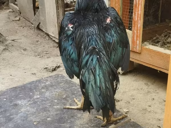 Chickens