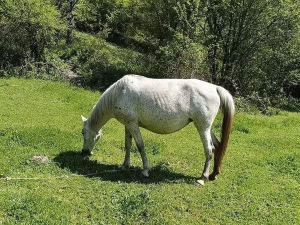 Mare, Horses — Azerbaijan