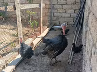 Turkeys — photo 2