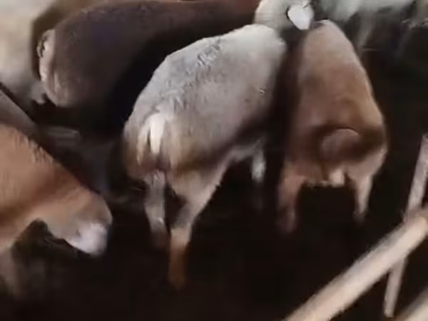 Sheep, Sheep