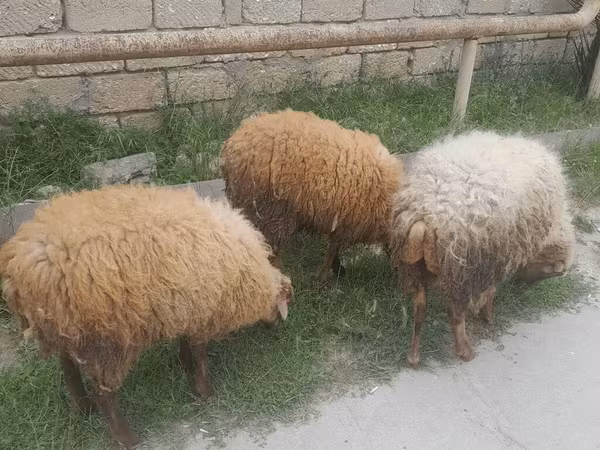 Qoyun, Qoyunlar — Azərbaycan