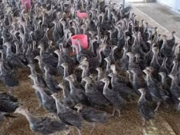 Turkeys — Azərbaycan