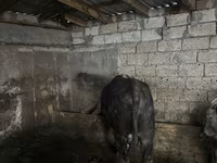 Buğa, Mal-qara — foto 1