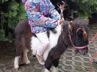 Aygʻir, Falabella — 1-rasm