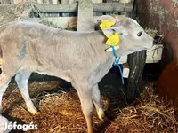 بقرة, Charolais cattle — الصورة 2
