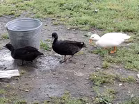 Ducks — photo 6