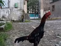 Chickens — photo 2