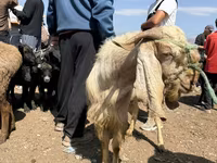 Billy Goat, Damask goat — photo 2