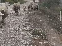 كبش, الأغنام — الصورة 5