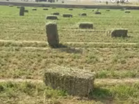 Խոտի տուկ անասնակեր — फ़ोटो 2