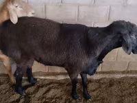 Widder, Rambouillet sheep — Foto 4