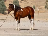 At, American paint horse — foto 4