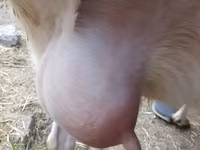 Goat, Saanen goat — photo 2