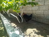 Australorp — photo 2