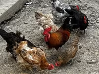 Chickens — الصورة 4