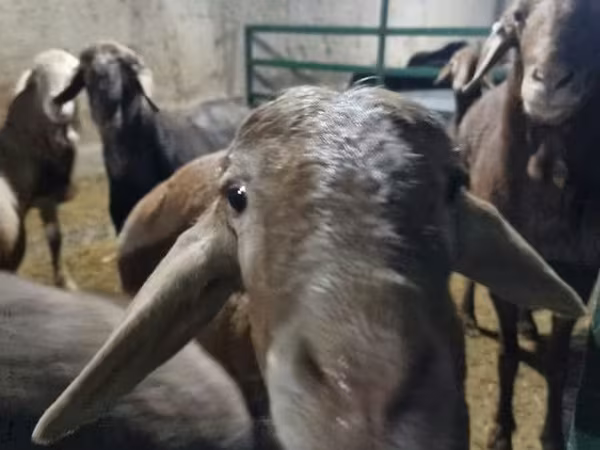 Sheep (batch, sex not specified), Sheep