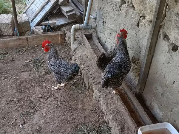 Slovenian Barred Hen