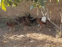 مالينس — الصورة 6