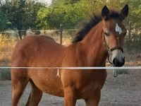 母马, Haflinger — 照片 3