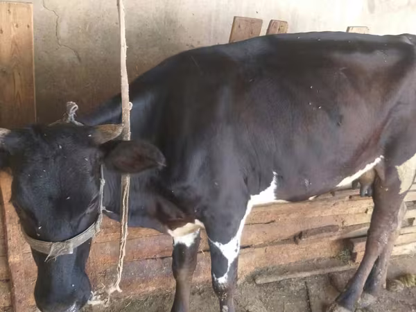 Krowa, Russian Black pied cattle