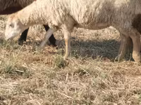 Qoç, Qoyunlar — foto 3