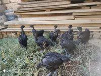 Chickens — photo 4