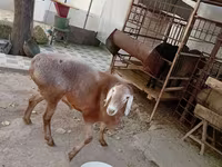 Carneiro, Arashan sheep — foto 8