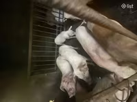 Sow, Pigs — photo 3