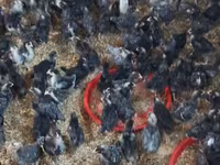 Chickens — foto 4
