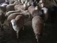 Ovejas (lote, sexo no especificado), Ovejas — foto 1
