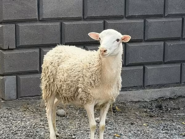 मेढ़ा, Hissar sheep
